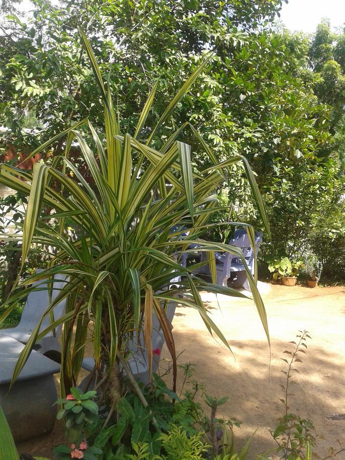 Apartament Family Nest Dambulla Zewnętrze zdjęcie
